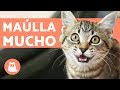 Mi gato cachorro MAÚLLA MUCHO - ¿Por qué?