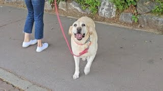 Retriever's reaction to his favorite aunt