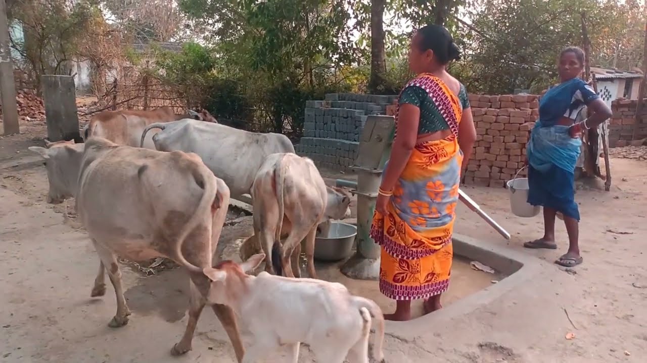 Cute And Funny Cow Videos 🌹 Cows Drinking Water