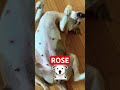 🐶❤️FUNNY ROSE #pitbull #pitbulldog #pitbulllove #pitbulls #dog #pets #dogs #pet #dogshorts #doglife