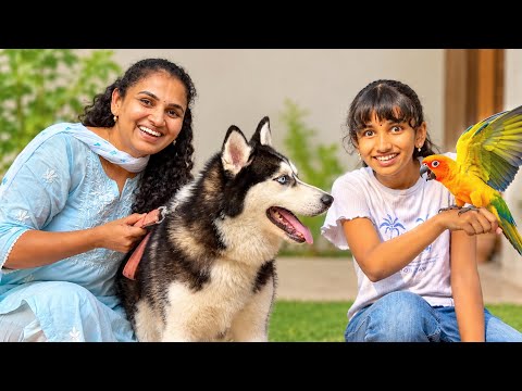 Ammu Got a NEW PET for 24 Hours! 🐶😍 | Chitti vs Husky 😂@V5 Family Vlogs