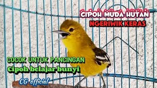 SIRTU CIPOH NGERIWIK KERAS AMPUH BUAT PANCINGAN SIRTU BAHAN@cipowgunungofficial7418