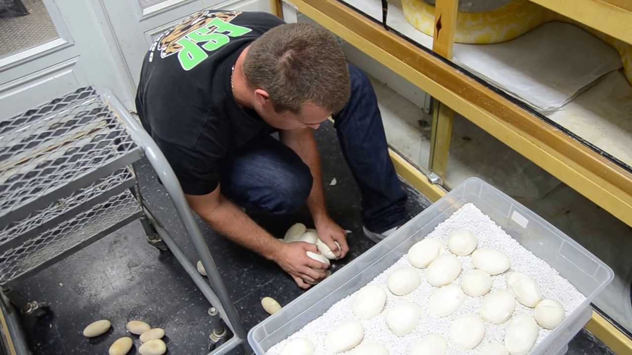 burmese to english Triple Threat Burm Style!!!!!!