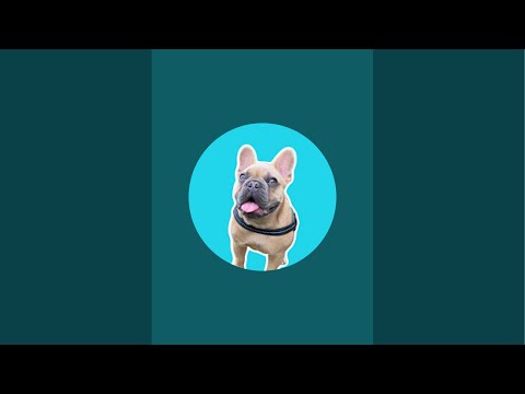 TJ The Frenchie is live