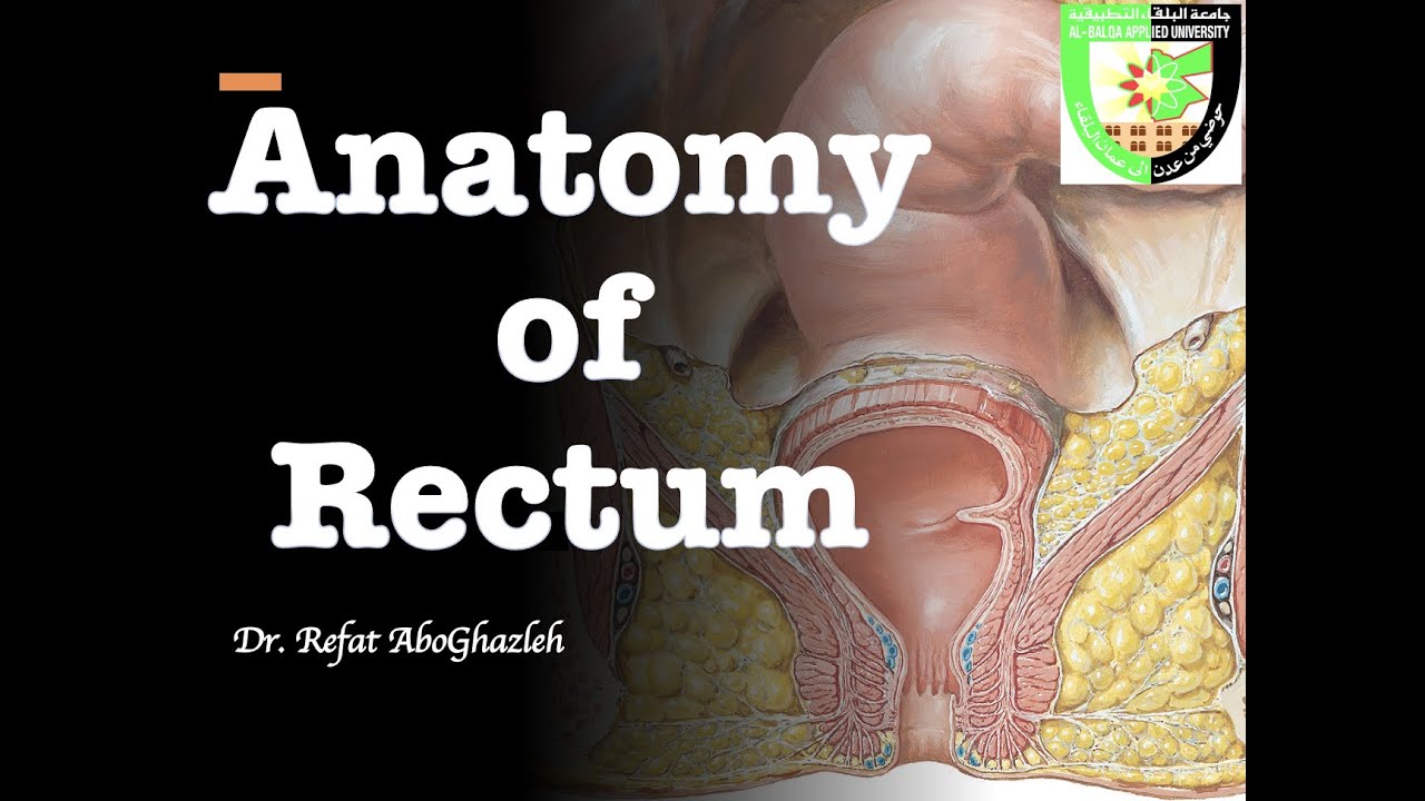 Urectum Anatomy of Rectum - YouTube