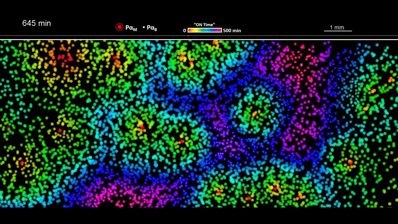 Circular spatio-temporal patterns in a population of bistable particles programmed with DNA