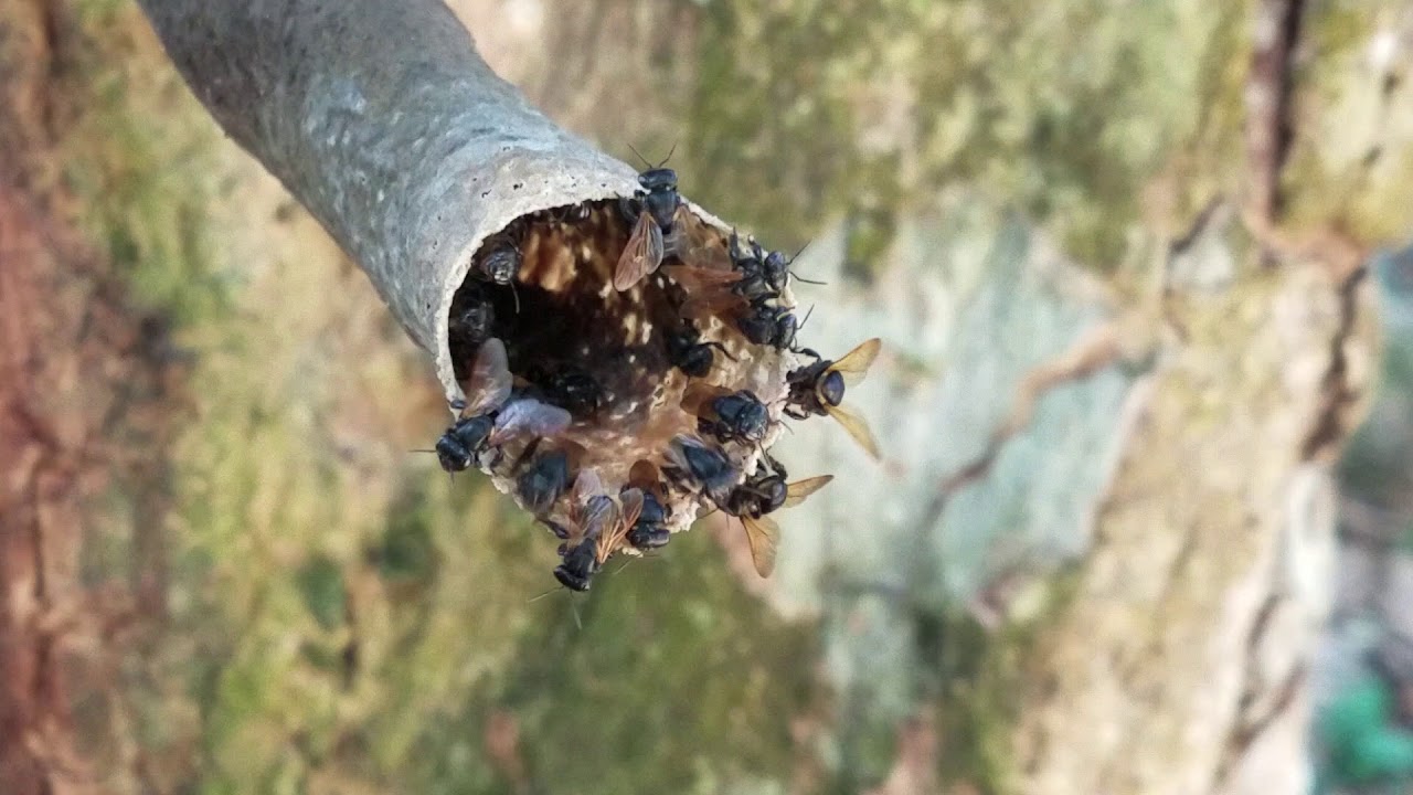 Scaptotrigona luteipennis nest