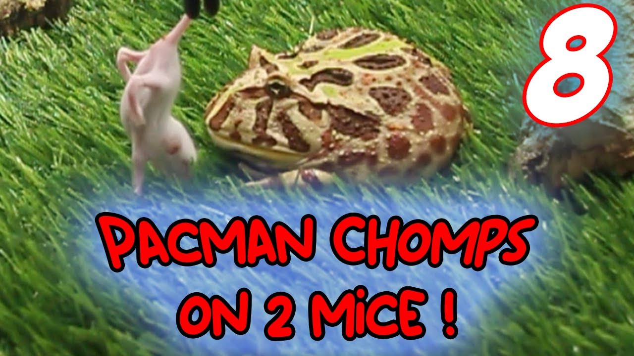 (Live Feeding) Ornate pacman frog gulps down 2 fuzzy mice [8] 華麗なパックマン ...