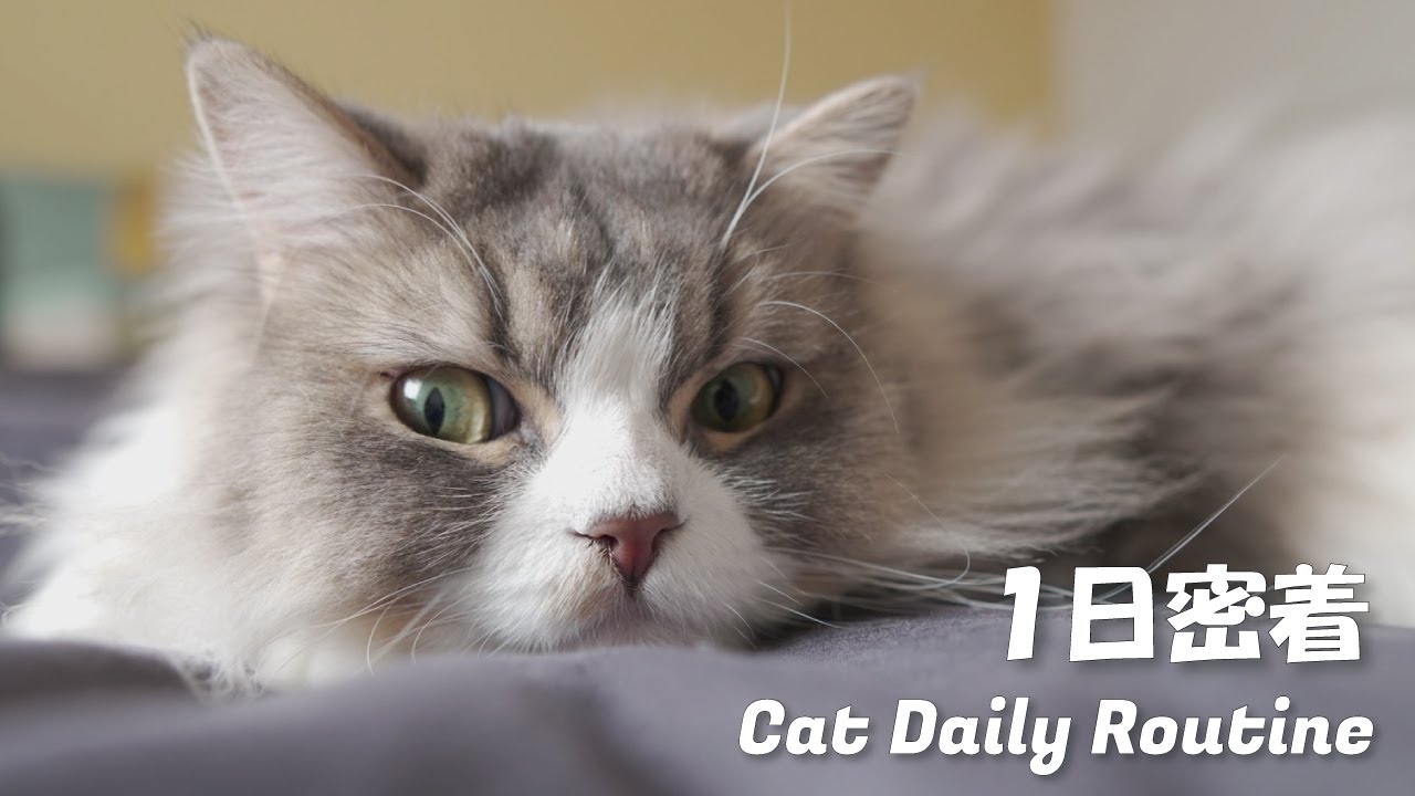 世界一可愛い甘えん坊猫の1日ルーティンがこちら。スコティッシュ