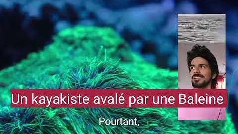 Un kayakiste avalé par une Baleine au chili.