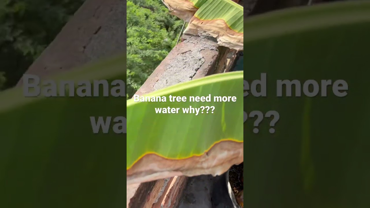 Banana tree need more water why??