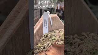 ビカクシダ ホワイトミスターオート P. white mr. oat - YouTube