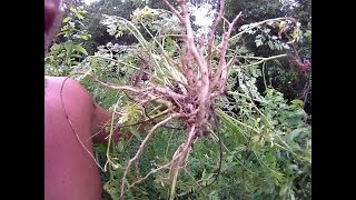 Earthship Farms Summer Tour - 2016