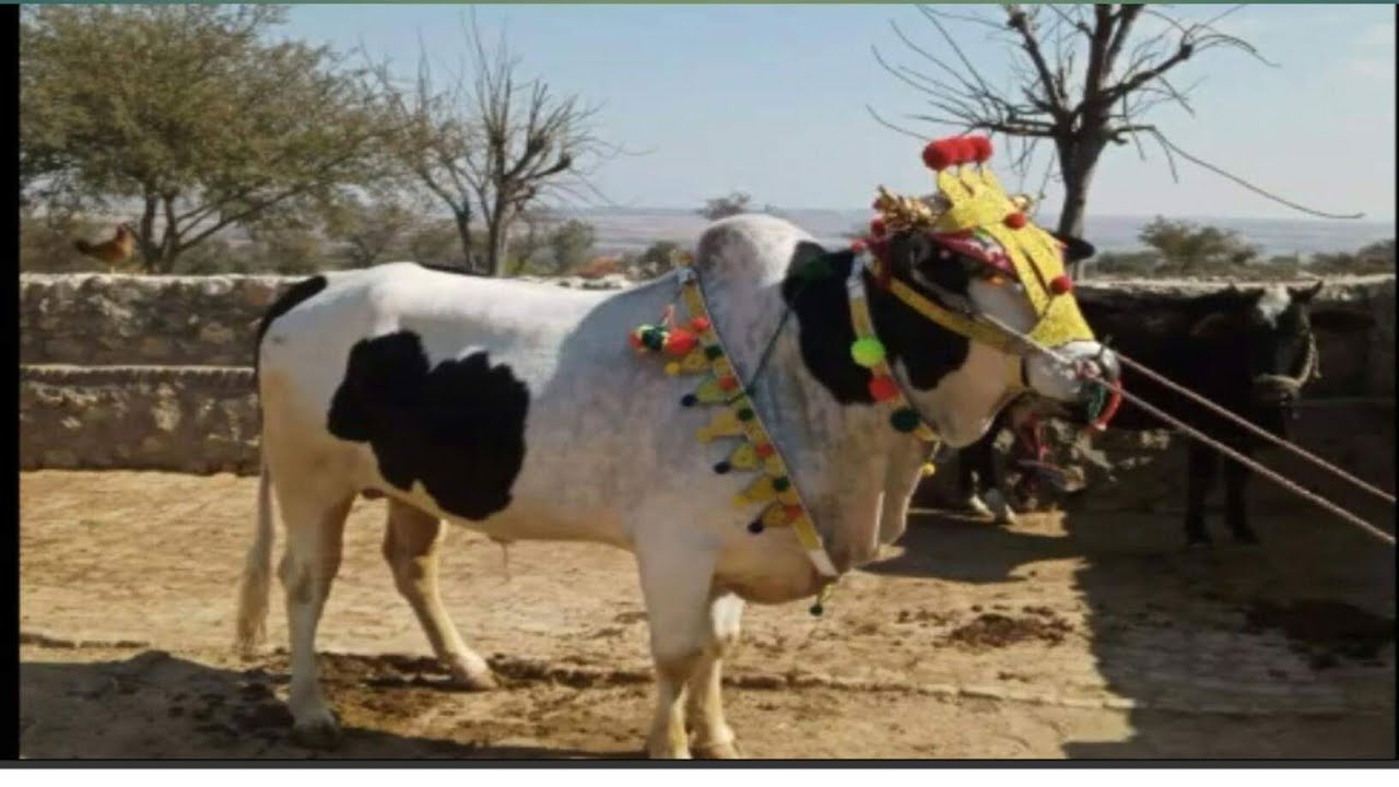 Bull Race Mela Pakistan 9 2 2020 YouTube