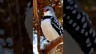 #Beautiful bird in the nature🤩🤩🐦