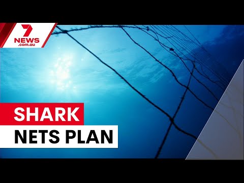 Breaking News: The Sharkbae Leak Just Dropped