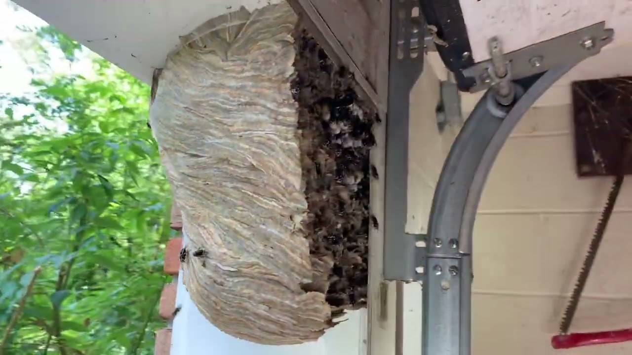 GIANT Bald Faced Hornet nest on garage door. Watch until the end!