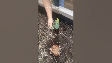 How I build my in-bed compost bins for my raised garden beds