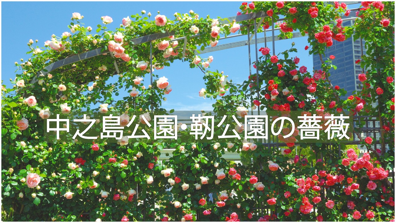 Peaceful Osaka Walk｜Two Rose Gardens in Spring｜No Talking 4K
