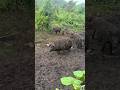 Not all pig are white #shorts #nature
