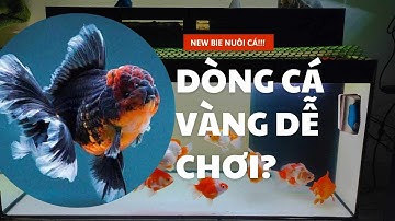 Những dòng cá vàng dễ chơi dành cho người mới bắt đầu | Louis Ngô Lộc