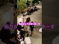 光の速さでリスク管理する黄猿