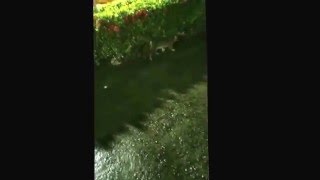 外敵 虎斑 不怕人 公貓發情
