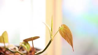 Time-Lapse Philodendron Micans Leaf Unfurling 15000