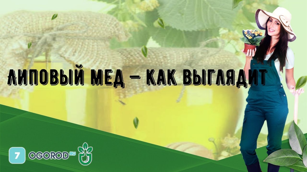 Липовый мед — как выглядит - YouTube
