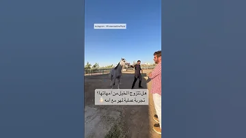 هل تتزوج الخيل من امهاتها فى الطبيعة تجربة عمليه لمهر مع أمه ٦٠شو مع الدكتور حاتم ستين 