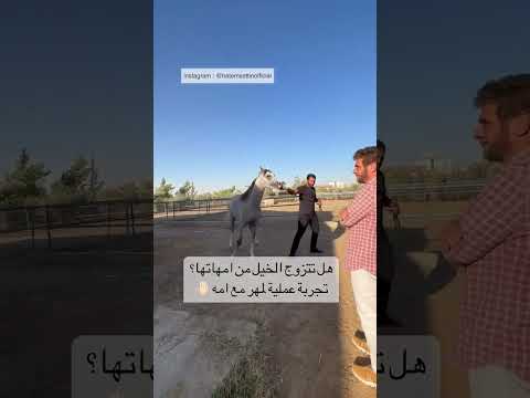 هل تتزوج الخيل من امهاتها فى الطبيعة تجربة عمليه لمهر مع أمه ٦٠شو مع الدكتور حاتم ستين