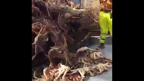 Bering Sea Red King Crab