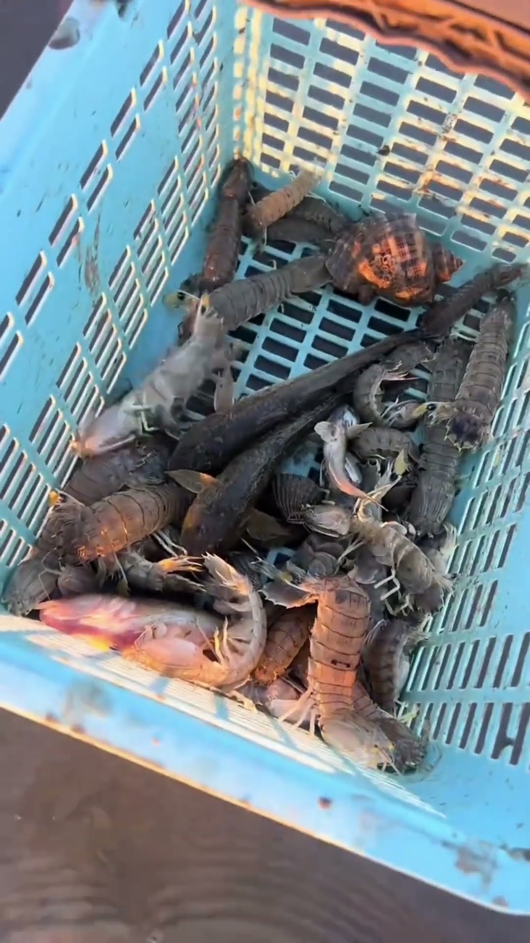 puffer fish and insects found on the seashore #shortsvideo
