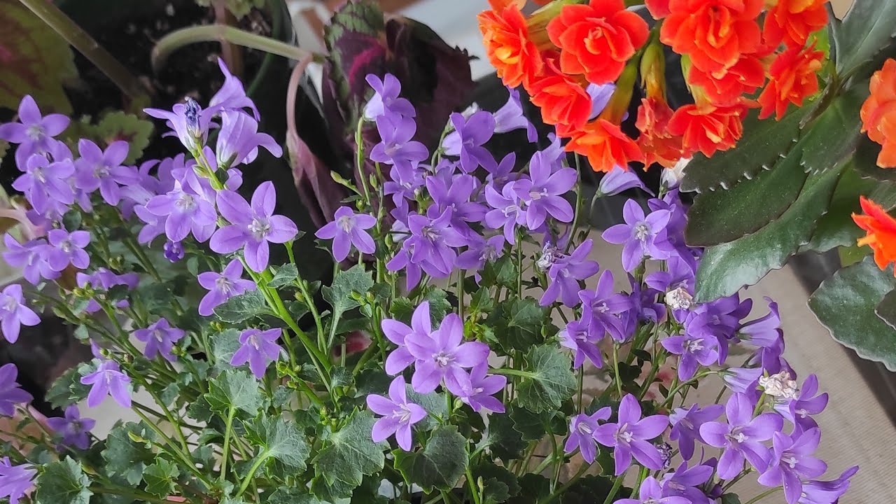 Yeni Alınan Maviş Çiçeği (Campanula) Saksı Değişimi🤗🥰