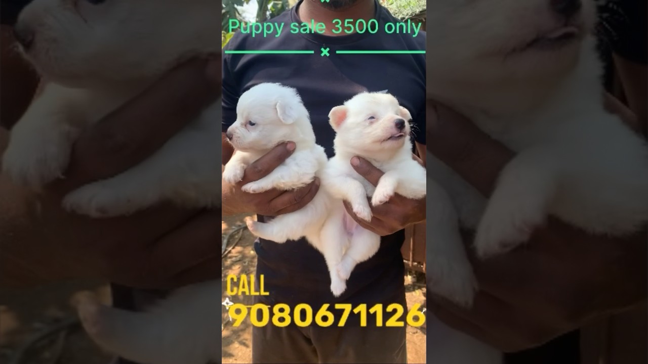 Pomeranian puppy sale 