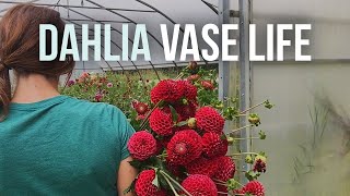 How to Harvest Dahlias for the Longest Vase Life 