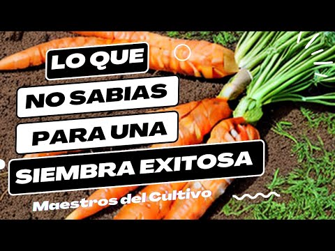 Video: ¿Qué son las zanahorias Imperator? Aprenda sobre el cuidado de las zanahorias Imperator