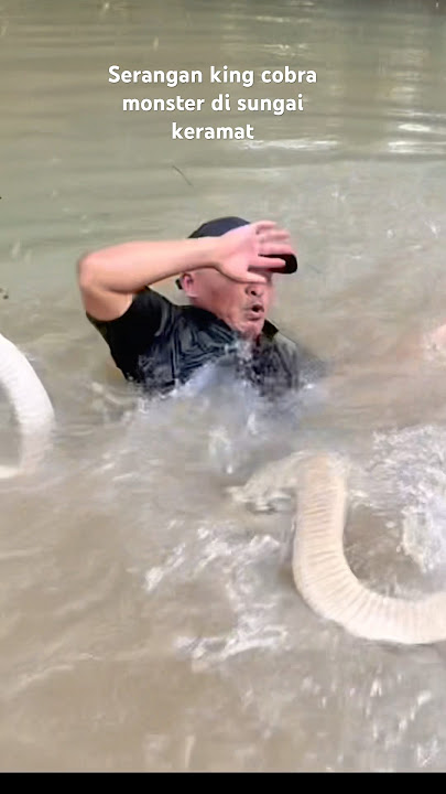 Serangan king cobra monster di sungai keramat ...!!!!  #kingcobra #ular