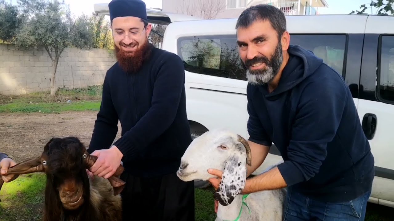 AHIRDA TADİLAT, RYEGRASS İLK YAYLIM, DAMIZLIK SATIŞI VE ADAKLIK KESİMLERİ #halepkeçisi#köyegöç#Adak