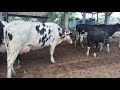 curral de vacas leiteiras itaiba PE sexta-feira 22/05/2022