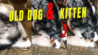 Old Dog Unintentionally Sits on His Young Kitten Friend
