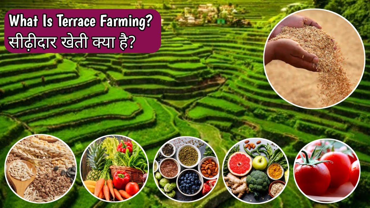 What Is Terrace Farming Terrace Cultivation I I what-is-terrace-farming-terrace-cultivation-i-i