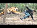 Tiger Attack Man in Forest | Fun Made Movie by Wild Fighter