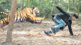 Tiger Attack Man in Forest Fun Made Movie by Wild Fighter