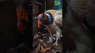 King Vulture 165 Days Timelapse #birds #shortsbirds #kingvulture #vultures #birdshorts