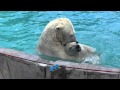 Lara the polar bear combines(1) an ordeal to her cub with her own pleasure at Sapporo Maruyama Zoo