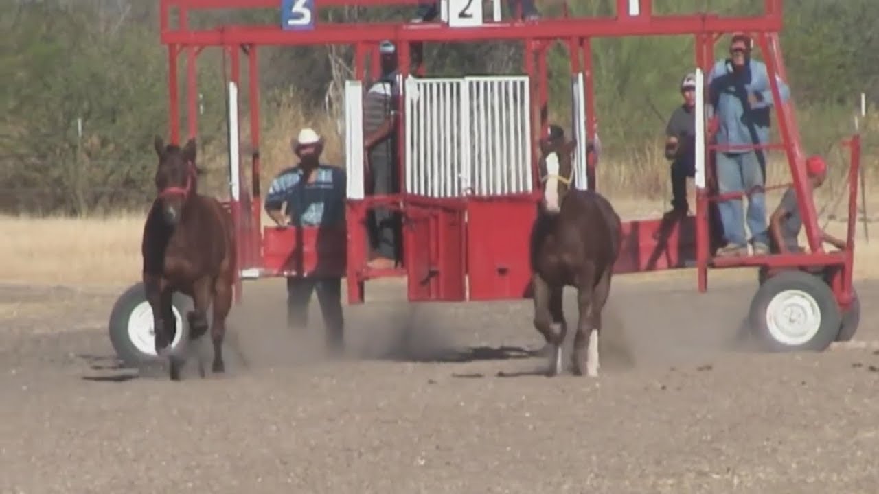 Sorprendente Carreras de Caballos Motivadora Edit By Selfius