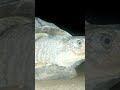Tortoise Coming Out from Shell part 1 #Tortoise #tortoisevideo