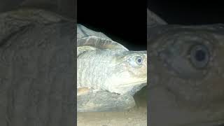 Tortoise Coming Out from Shell part 1 #Tortoise #tortoisevideo