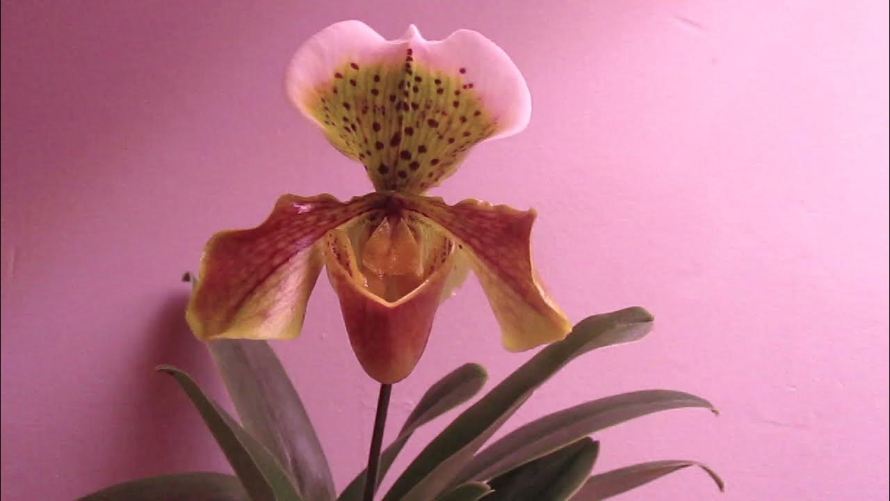 How to Pollinate Paphiopedilum Orchid Easy Hand Pollination